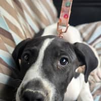 Photo of Buttons   10 Week Old Bull Arab X (Trial 6/12)