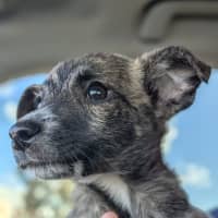 Photo of Diesel