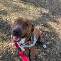 Photo of Mojo