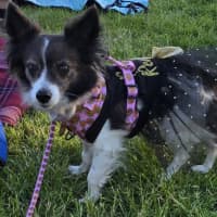 Photo of Littles