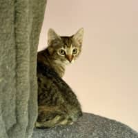 Photo of Amelia   In Foster Care In Templestowe