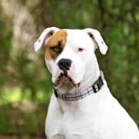 Photo of Bozer