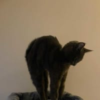 Photo of 🩶 Nico 🩶