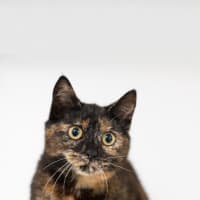 Photo of Coco