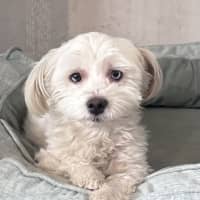 Photo of Snowflake