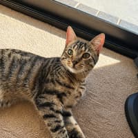 Photo of Opal