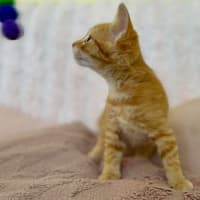 Photo of Harry   In Foster Care In Croydon