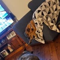 Photo of Odin   4 Year Old Cattle Dog