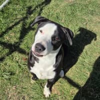 Photo of Ollie