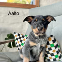 Photo of Aalto