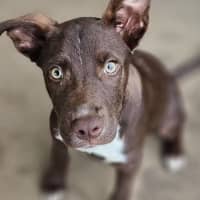 Photo of Wicket