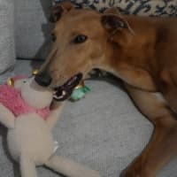 Photo of Gretel, The Greyhound