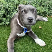 Photo of Rosie   5 Month Old American Staffy X