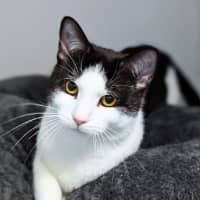 Photo of Wonton