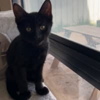 Photo of Salem