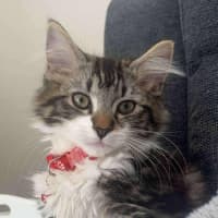 Photo of Gadget   Located In Pakenham