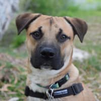 Photo of Dozer