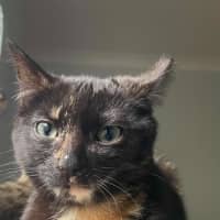 Photo of Frankie   6 Month Old Domestic Medium Hair