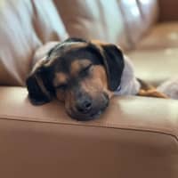 Photo of Archie   10 Month Old Beagle X Shepherd