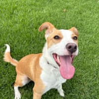 Photo of Maple