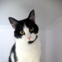 Photo of Wicket & Weasel