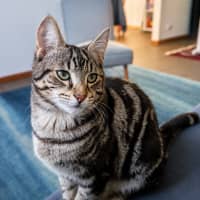 Photo of Stout