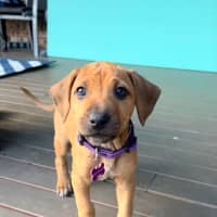 Photo of Violet
