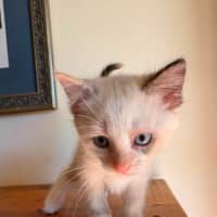 Photo of Patch