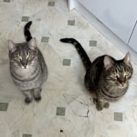 Photo of Turbo And Hiccup