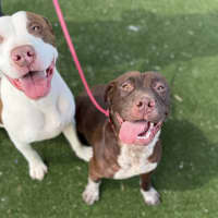 Photo of Jack Imp 3070