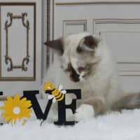 Photo of Chanel