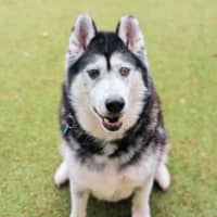 Photo of Dax