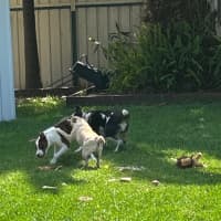 Photo of Gizmo