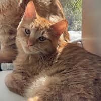 Photo of Simba (Fostered In Perth)