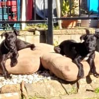 Photo of Pumpkin   12 Week Old Wolfhound X