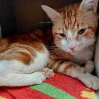 Photo of Oliver