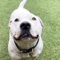 Photo of Bentley