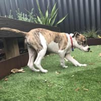 Photo of Stitch   3 Month Old Ridgeback X