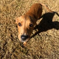 Photo of Toffee