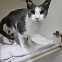 Photo of Octavia