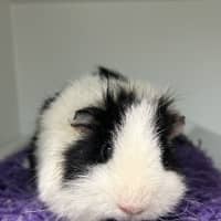 Photo of Kiwi