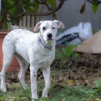 Photo of Domino