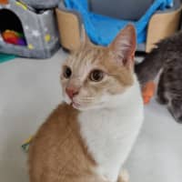 Photo of Gingernut