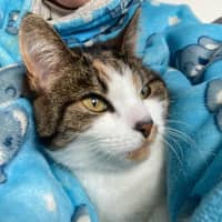 Photo of Pudding   Located In Preston