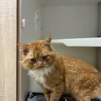 Photo of 🦁 Caspian 5401 🦁