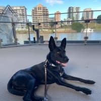 Photo of Rosie 