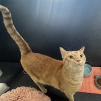 Photo of Romeo