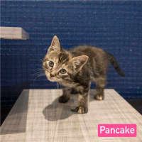 Photo of Pancake 