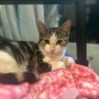 Photo of Stella   Pretty Tabby