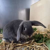 Photo of Benji